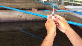 how to injection pagasius for breeding  injection method for fish breeding [upl. by Nibot21]