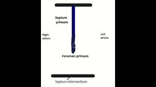 Development of interatrial septum shortsyoutube [upl. by Atiuqa]