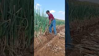 Digging process of Green onions with pickaxe [upl. by Ennaecarg]