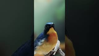 Beautiful bird song E8 birdsinging birds wildlifevideography birdssinging birdspecies [upl. by Tol]