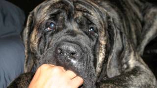 English Mastiff Biggest EVER [upl. by Durno770]