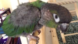 Green cheek Conure talking saying pretty bird 1 [upl. by Aivatnuahs]