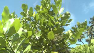 Takamaka Tree calophylum inophyllum [upl. by Herwick]