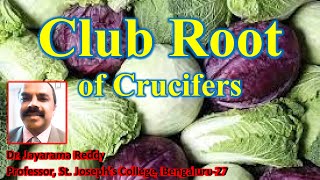 Club root of Crucifers Plasmodiophora brassicae by Dr Jayarama Reddy [upl. by Noelyn]