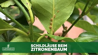 Schildläuse beim Zitronenbaum natürlich bekämpfen Super Hausmittel gegen Blattläuse [upl. by Belita]