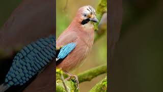 Elusive Eurasian Jay  One of the UKs Most Colourful Birds shorts [upl. by Welcome]