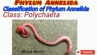 Phylum Annelida Updated [upl. by Noruq786]