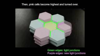 Diagram of skin forming a barrier [upl. by Drareg]