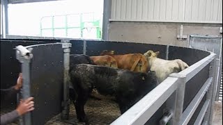 Curved cattle handling unit [upl. by Cassondra]