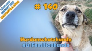 TGH 140  Herdenschutzhund als Familienhund  Hundeschule Stadtfelle [upl. by Roselani266]