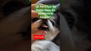 quot¡Este Perrito Tiene la Lengua Más Traviesa del MundoquotPerroDivertido MomentosGraciosos [upl. by Adiuqal771]