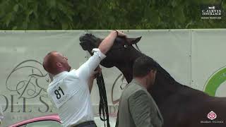 N 81 SA ZATOPEK Vesuvio Trophy 2024 International Show Stallions 4 6 Years Old Class 10 [upl. by Aiello395]