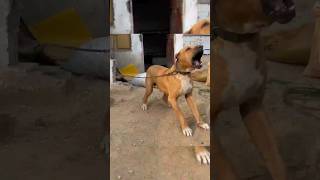 big size aggressive Pakistani bully kutta [upl. by Pavlov]