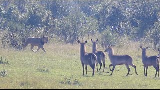 Male Lion Goes After Waterbuck [upl. by Yellhsa]