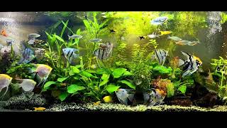 angelfish community tank [upl. by Latnahc]