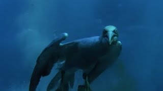 Torpedo Gannet Diving  Natures Great Events w David Attenborough  BBC [upl. by Giefer455]