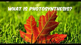 What is Photosynthesis [upl. by Annaid]