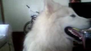 Arctic wolfmalamute hybrid having an anxiety attack [upl. by Retluoc]