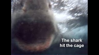 Great white shark bites cage  diving Gansbaai South Africa [upl. by Chloe654]