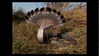 HD MYSTERY multiple headed snake [upl. by Ganiats602]