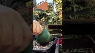 Growing Japanese maples from seed bonsai shorts bonsaiuk [upl. by Casper]