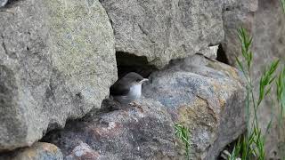 Fairy Wren Fledglings [upl. by Sharity]