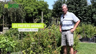 FRUITIERS SAUVAGES coup de❤️pour le SORBIER le CORNOUILLER le CORMIER la NÈFLE lARONIE [upl. by Collar]