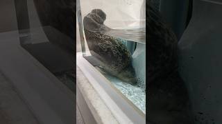 眠い💤ワモンアザラシのミゾレ🦭 海遊館 アザラシ ミゾレ seal kaiyukan mizore [upl. by Harts]