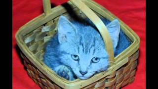 Jimmy Boyd amp Gayla Peevey  Kitty In A Basket [upl. by Muldon]