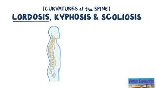 Curvatures of the Spine Lordosis Kyphosis amp Scoliosis [upl. by Ettennal562]