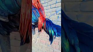 Zero Size Rooster ismailvlogs0045 youtubeshorts birds viralvideo aseel shorts [upl. by Ettigirb]