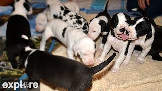 Great Danes Nursery Cam  Service Dog Project powered by EXPLOREorg [upl. by Francklin542]