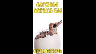 Baby Ostrich Hatching [upl. by Allicsirp]