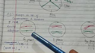 Stages check points in cell cycle phases of mitosis amp meiosis interphase zoologynotes meiosis [upl. by Karoline67]