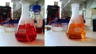 carbonic anhydrase assay [upl. by Zanlog920]