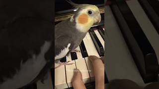 The parrot wants to play the piano🥰 [upl. by Akahc]