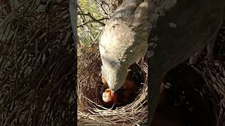 Nature’s Nurturers Wild Babbler Birds Raise Healthy Babies shortsfeed ytshortsvideo [upl. by Middlesworth573]