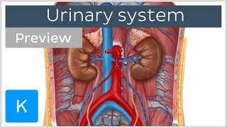 Urinary system organs and functions preview  Human Anatomy  Kenhub [upl. by Collayer265]