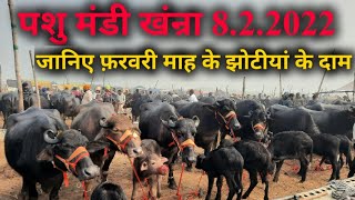 पशु मंडी खंन्रा 822022 Haryana murrah Buffaloes  sale in Khanna mandi jbs dairy farming PB [upl. by Derriey]