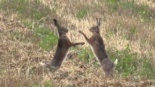 boxing hares in slow motion  boxende Hasen Leporidae [upl. by Rovit]