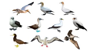 10 Species of Sulid Birds  Sulids  Gannets Bobby Birds  Sulidae Family [upl. by Nahtam]