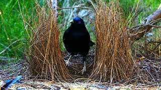 Satin Bowerbird courtship behavior 4K [upl. by Atokad]