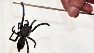 Giant Swarming Spiders Attack Villages in Northern India Leaving Two Dead [upl. by Atikal]