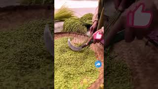 Glutinous rice hand threshing process [upl. by Ained]