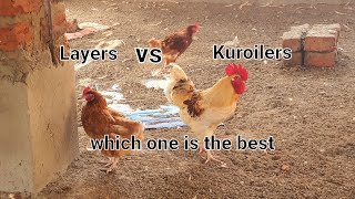 Layers vs Kloilers vs Broilers which one is more profitable [upl. by Parent]