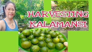 Harvesting kalamansi at the backyardirenecerillochannel6263 [upl. by Dunn]