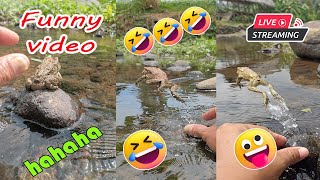 Catching frog funny make you laugh  funny animal video new  funny frog jumping [upl. by Augustin]