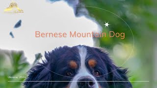 Bernese Mountain Dog Top Reasons Why They’re the Perfect Family Dog BMD [upl. by Assenej516]