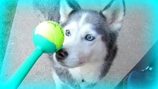 Siberian Husky cant Fetch LaunchaBall Dog Toy Product Review [upl. by Orvah]