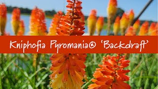 Kniphofia Pyromania® Backdraft at Prides Corner Farms [upl. by Imrots463]